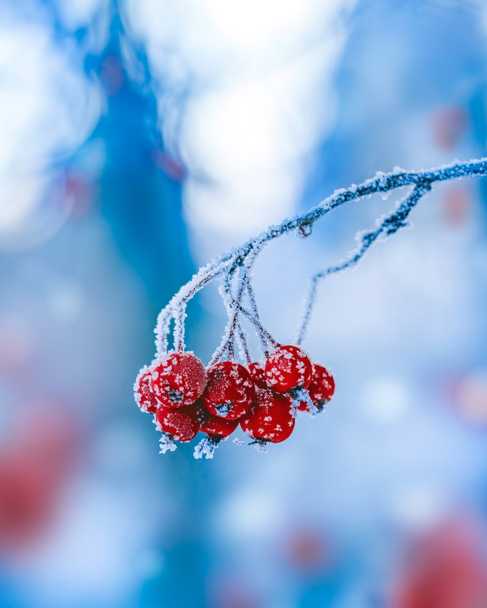 jpg/Alpha-Universe-Macro-Winter-Kristi-ne-Za-le-9-1200_boundstw4g5d.jpg?height=1200&fit=bounds