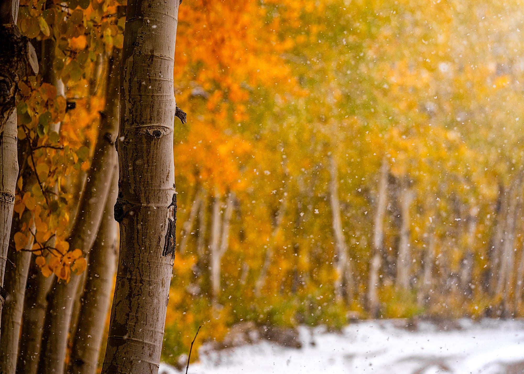 Photo by Michael Castaneda. Sony Alpha 7R IV. Sony 90mm f/2.8 Macro G. 1/640-sec., f/4, ISO 100
