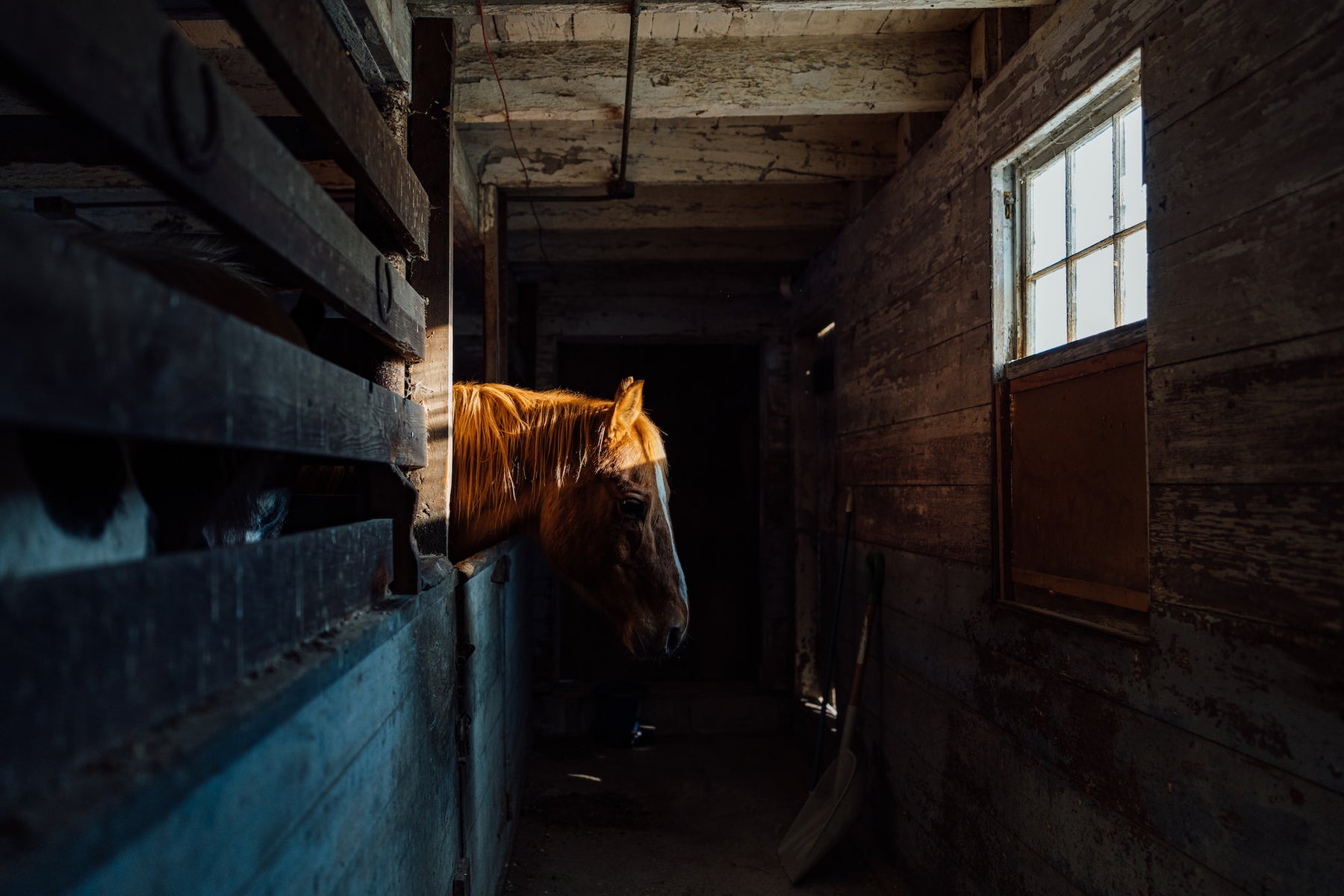 jpg/Alpha-Universe-Michael-Rubenstein-BergenCountyHorseRescue1-1200_boundsq3imal.jpg?height=1200&fit=bounds