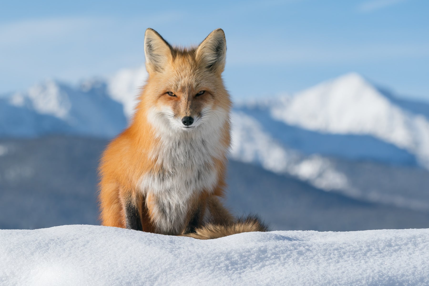jpg/Alpha-Universe-Nathan-Dee-WIMB_MountainFox-1200_boundskfdbh1.jpg?height=1200&fit=bounds