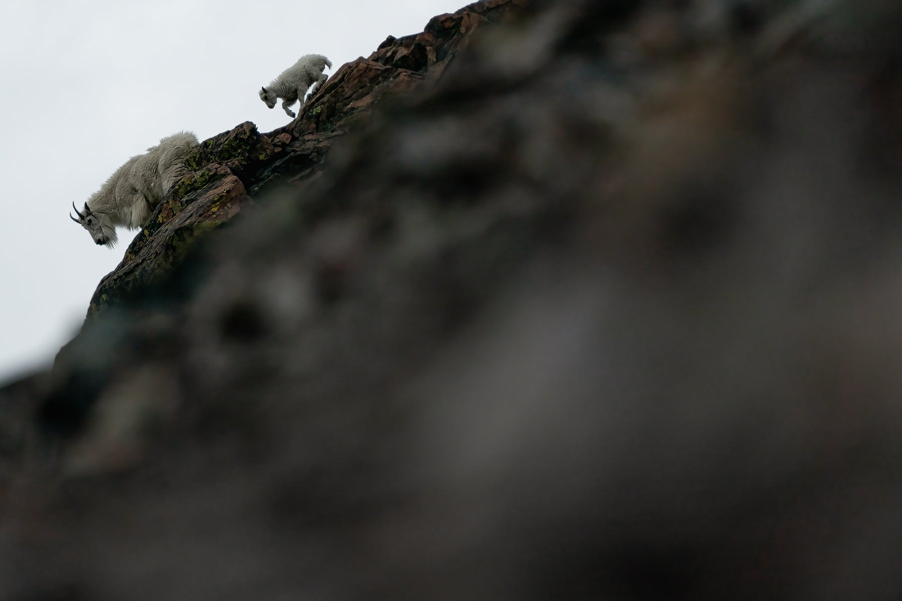 jpg/Alpha-Universe-Nathan-Dee-WIMB_MountainGoats-1200_boundsnddrxw.jpg?height=1200&fit=bounds