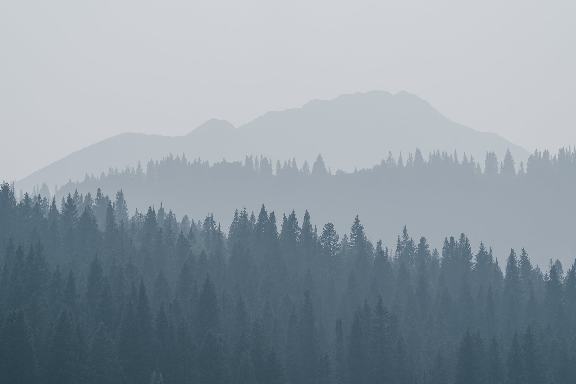 Photo by Nathan Dee. Sony Alpha 9. Sony 200-600mm f/5.6-6.3 G. 1/1600-sec., f/5.6, ISO 50