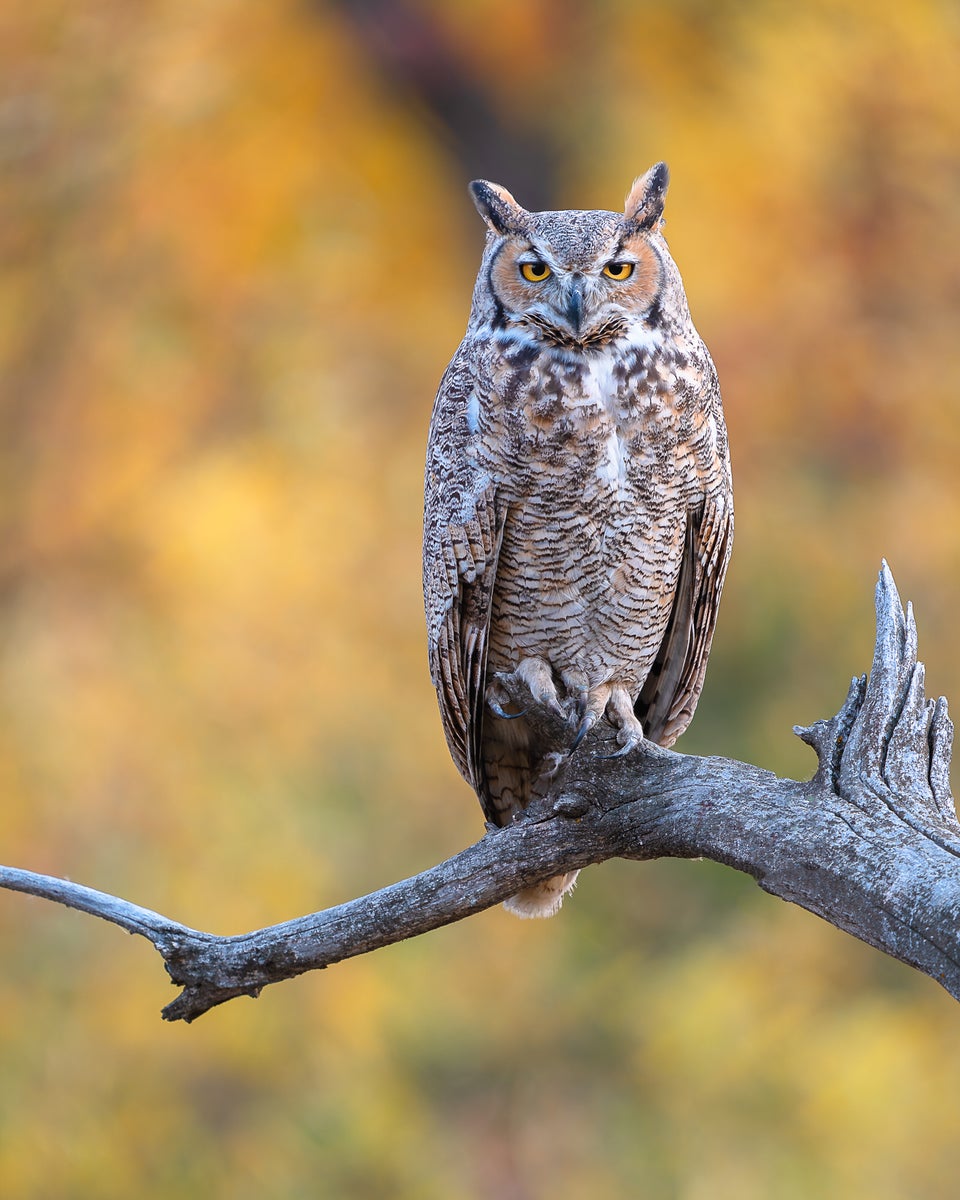 jpg/Alpha-Universe-Nathan-Dee-WIMB_OwlResting-1200_boundsom1nu4.jpg?height=1200&fit=bounds
