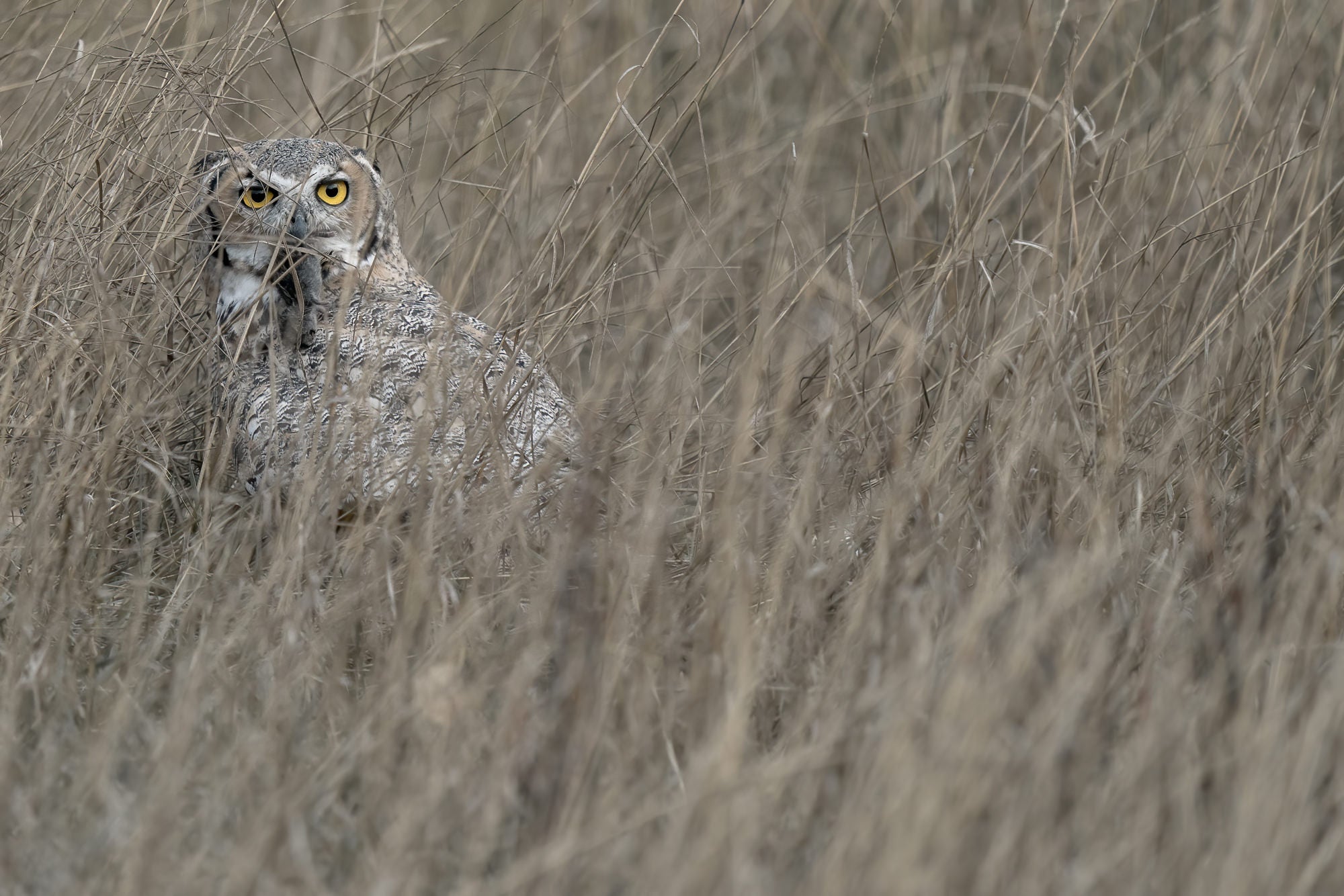 Photo by Nathan Dee. Sony Alpha 9. Sony 200-600mm f/5.6-6.3 G. 1/1000-sec., f/6.3, ISO 1000