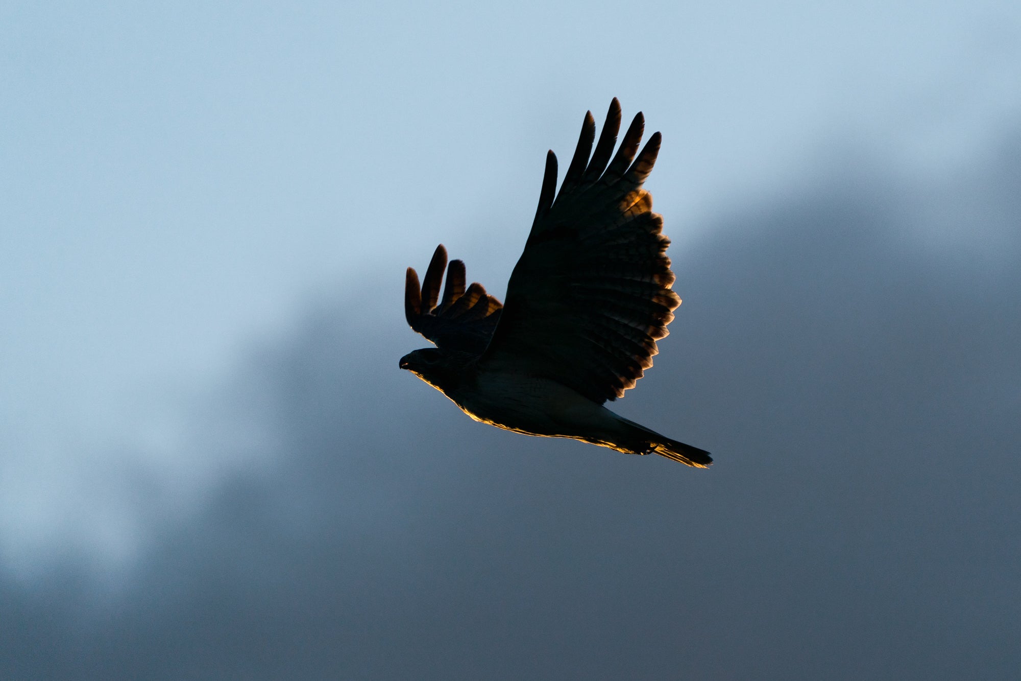 Photo by Nathan Dee. Sony Alpha 9. Sony 200-600mm f/5.6-6.3 G. 1/2500-sec., f/6.3, ISO 320