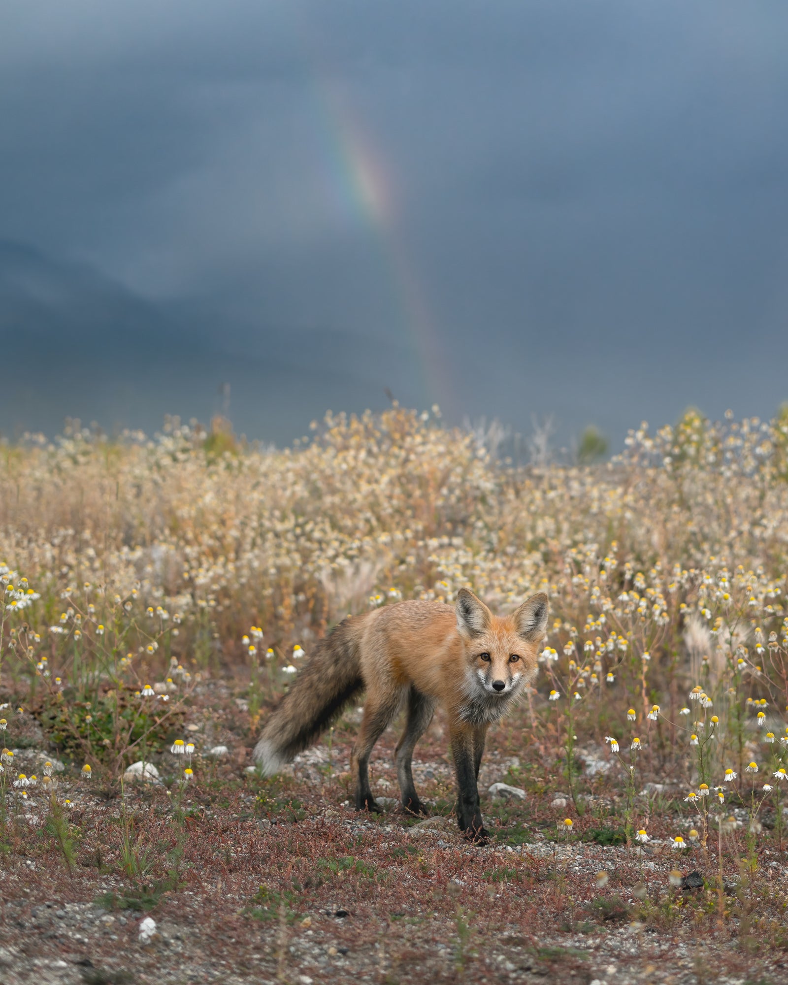 Photo by Nathan Dee. Sony Alpha 9. Sony 50mm f/1.8. 1/2500-sec., f/2.2, ISO 400