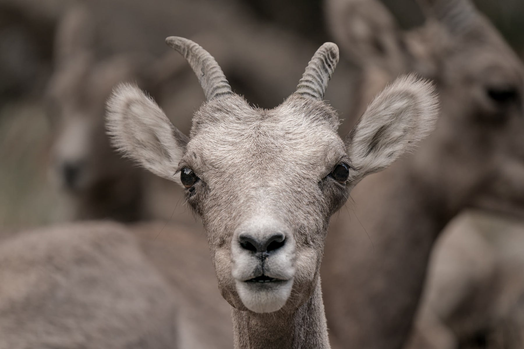 jpg/Alpha-Universe-Nathan-Dee-WIMB_Sheep-1200_boundss6tk3o.jpg?height=1200&fit=bounds
