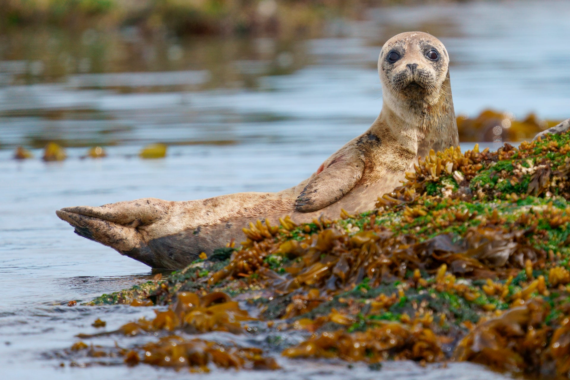 Alpha-Universe-Paul-Nicklen-a7RIV-10.jpg