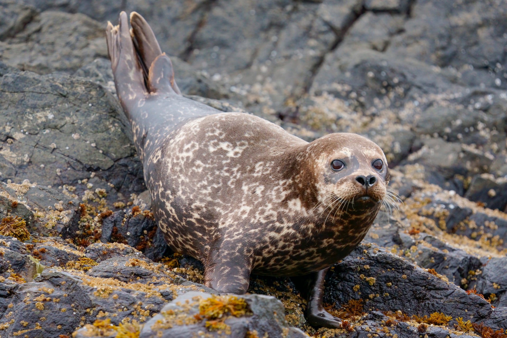 Alpha-Universe-Paul-Nicklen-a7RIV-2.jpg
