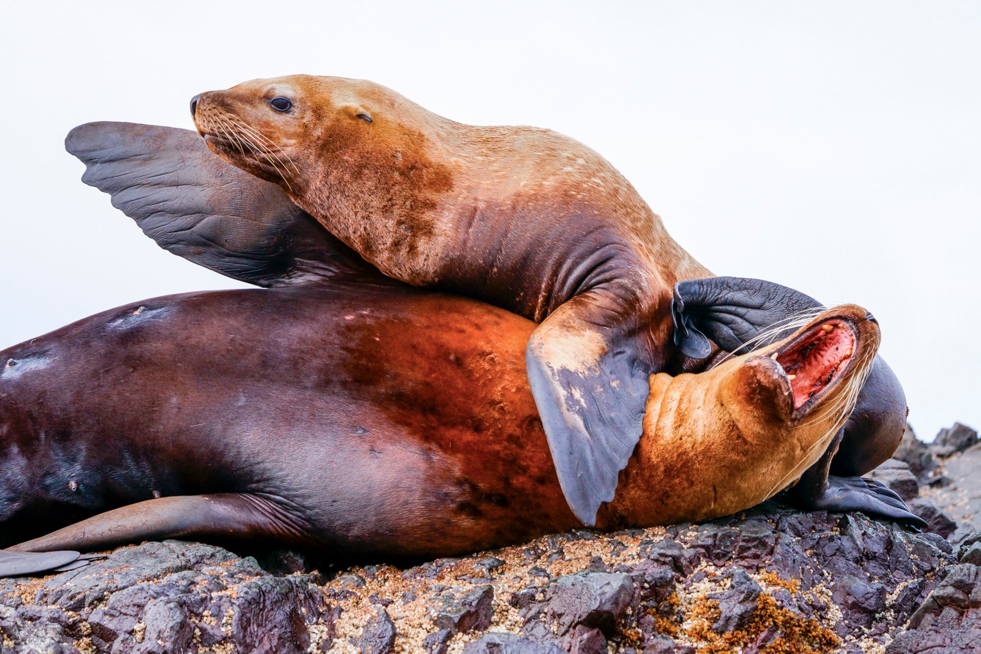 Alpha-Universe-Paul-Nicklen-a7RIV-6.jpg