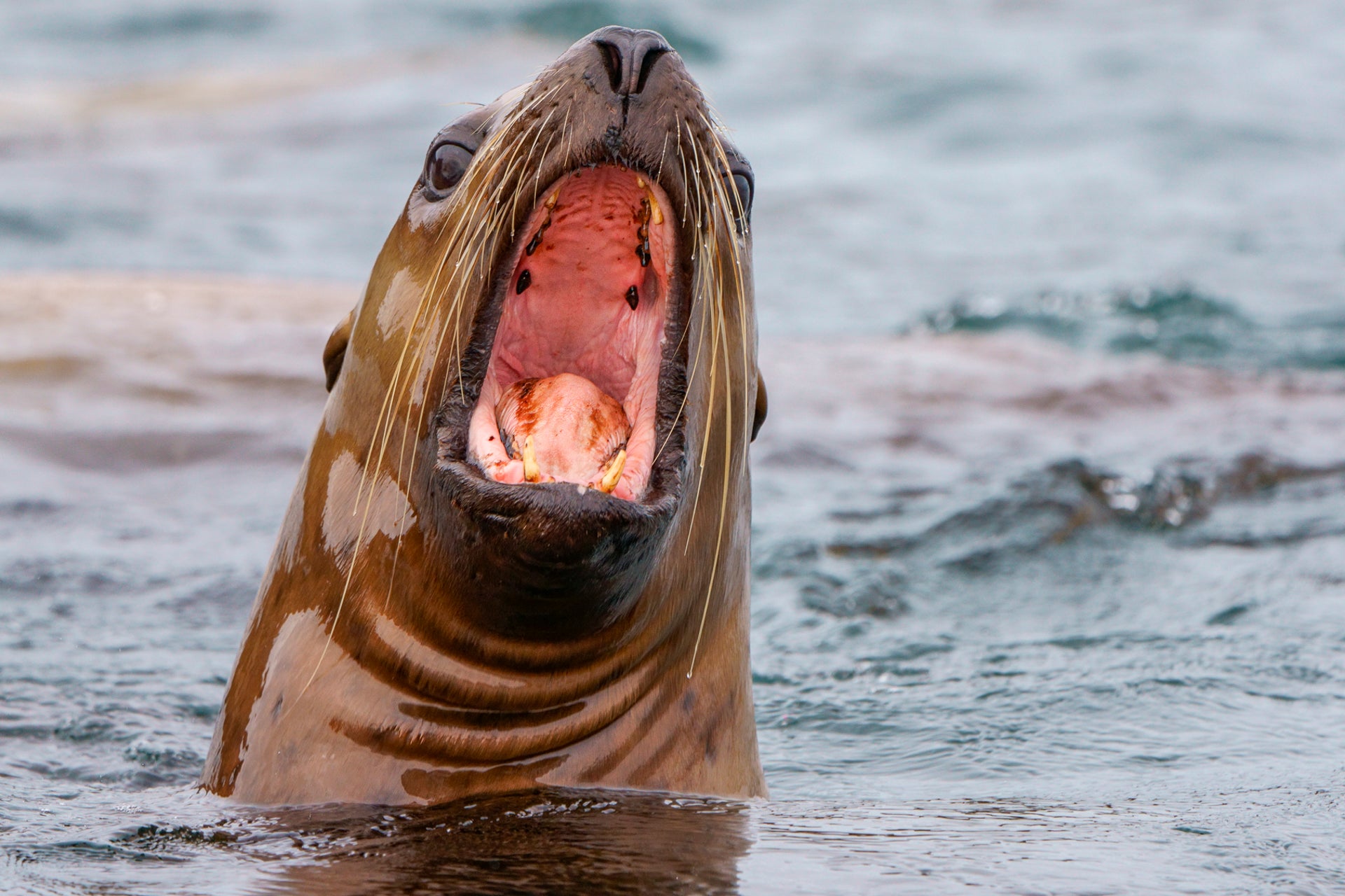 Alpha-Universe-Paul-Nicklen-a7RIV-7.jpg
