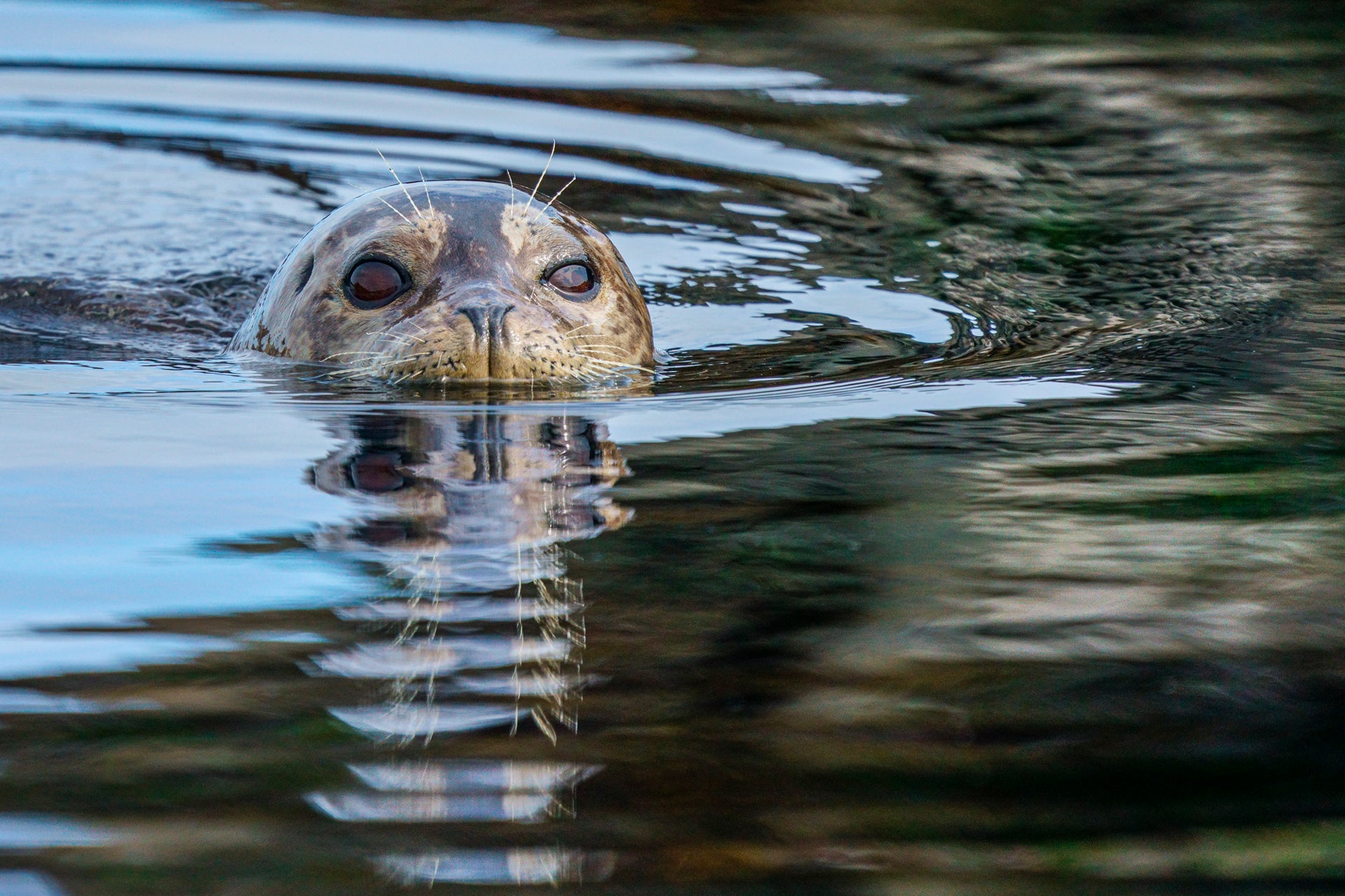 Alpha-Universe-Paul-Nicklen-a7RIV-9.jpg