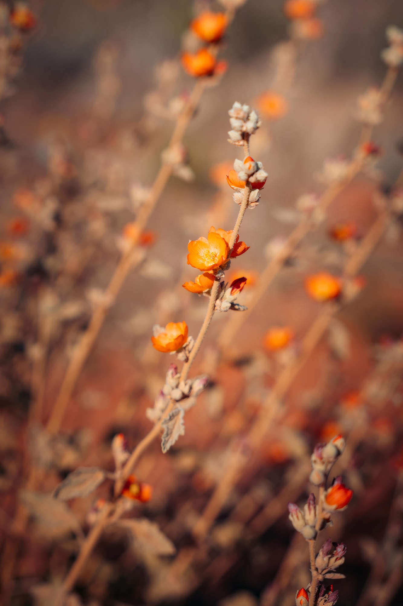 Alpha-Universe-Photo-By-Matthew-ReneeHahnel-2470GM-2.jpg