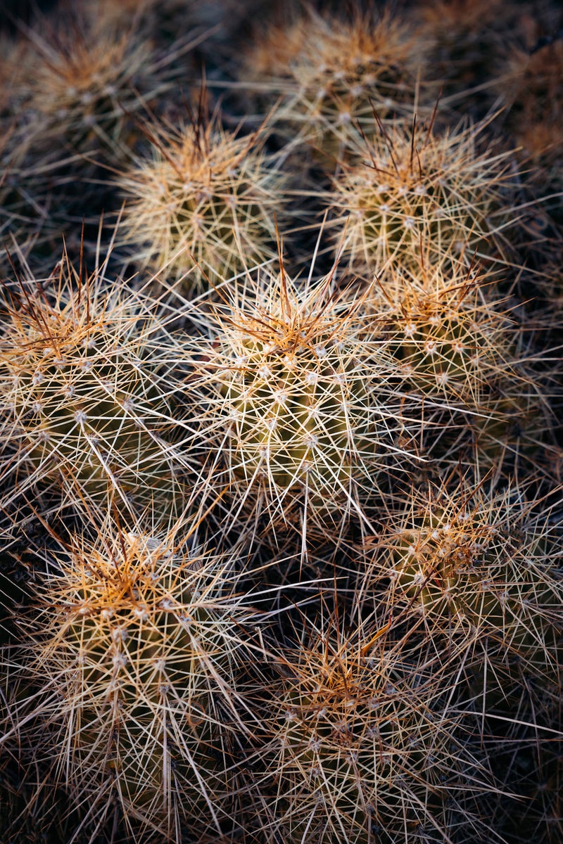 jpg/Alpha-Universe-Photo-By-Matthew-ReneeHahnel-2470GM-4-1200_boundst0whc1.jpg?height=1200&fit=bounds