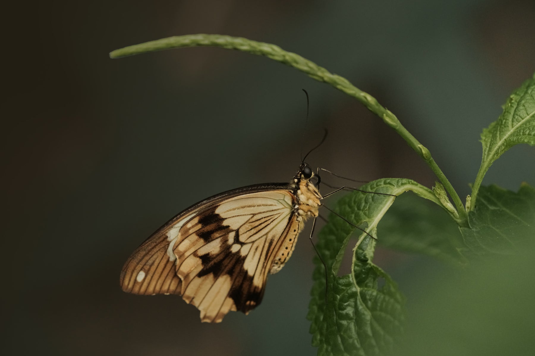 jpg/Alpha-Universe-Photo-by-Caroline-Jensen-Butterfly-2-1200_boundsq58h3j.jpg?height=1200&fit=bounds