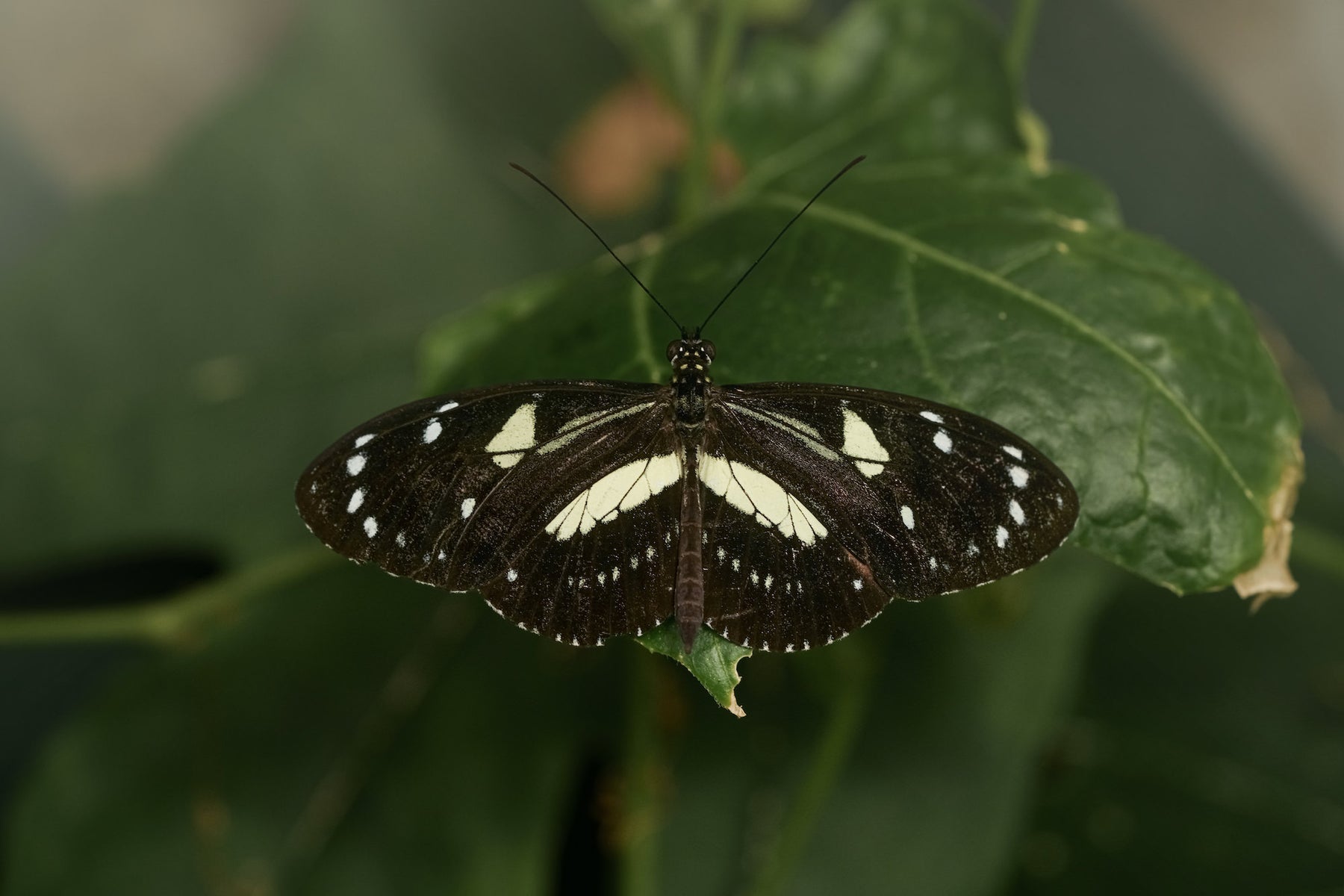 jpg/Alpha-Universe-Photo-by-Caroline-Jensen-Butterfly-6-1200_boundsas1m8i.jpg?height=1200&fit=bounds