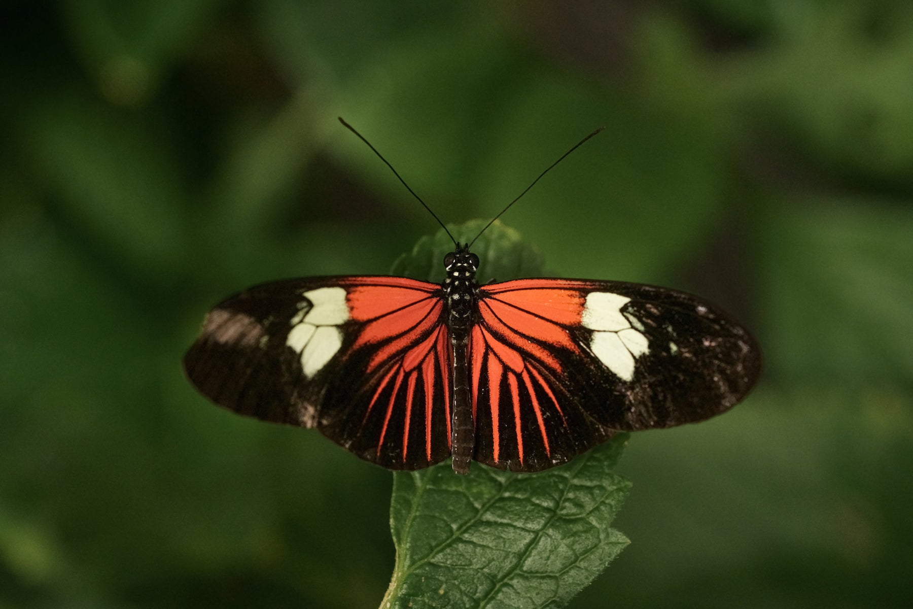 jpg/Alpha-Universe-Photo-by-Caroline-Jensen-Butterfly-7-1200_bounds0otl6h.jpg?height=1200&fit=bounds