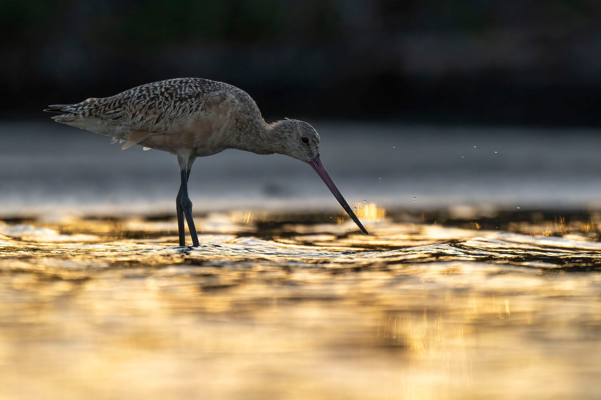 Photo by Matt Kloskowski. Sony Alpha 1. Sony 70-200mm f/2.8 G Master II. 1/1000-sec., f/5.6, ISO 800