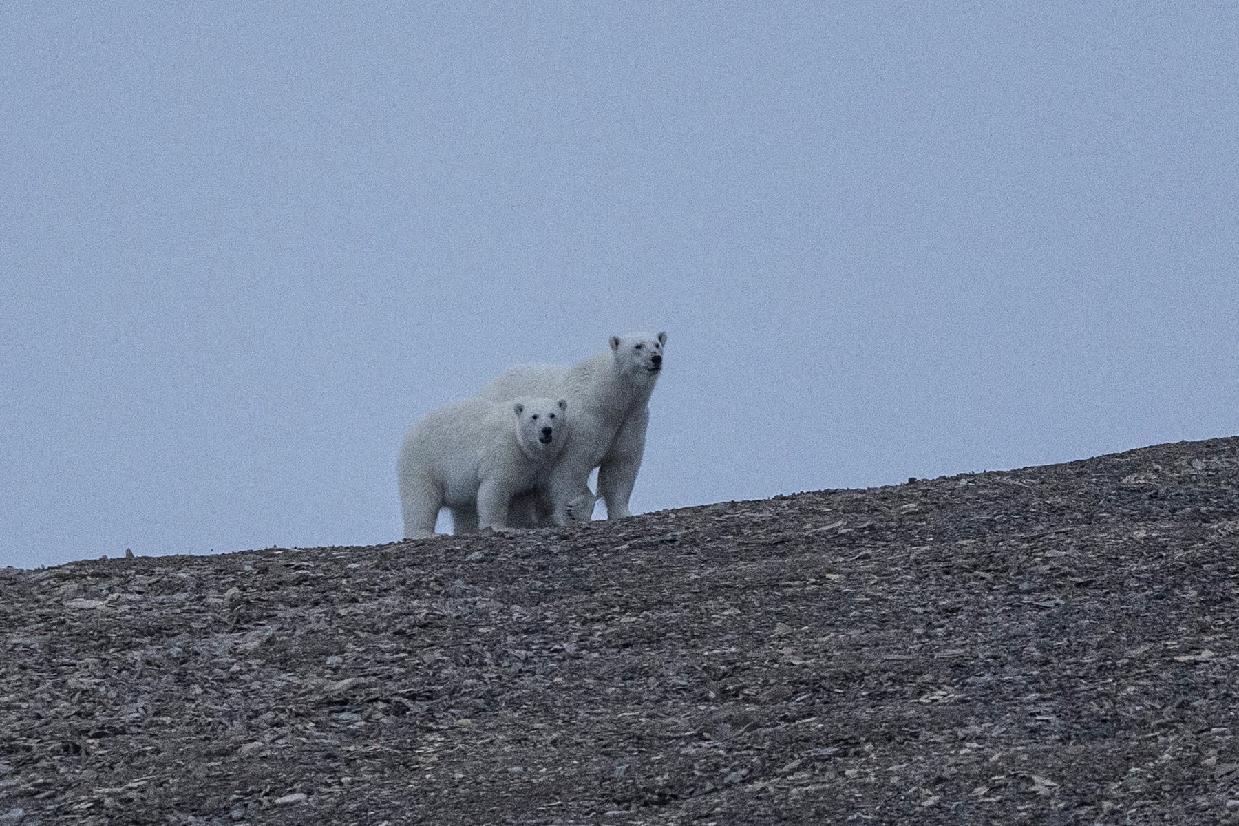 jpg/Alpha-Universe-Polar-Passage-Renan-Ozturk-22-1200_bounds16n7it.jpg?height=1200&fit=bounds