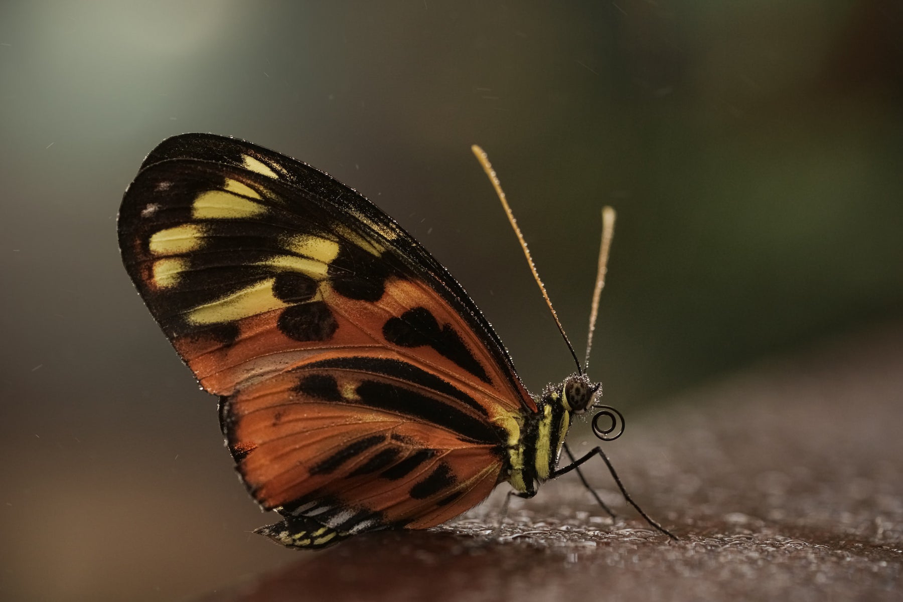 jpg/Alpha-Universe-Pollinators-Caroline-Jensen-1-1200_boundspontnc.jpg?height=1200&fit=bounds