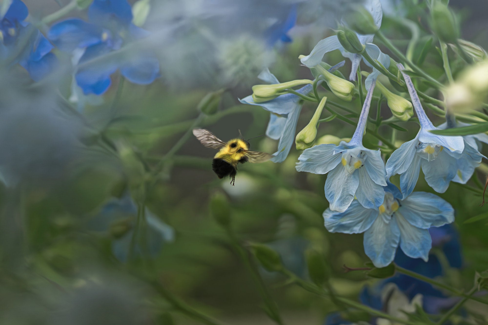 Photo by Caroline Jensen. Sony Alpha 7R V. Sony 100-400mm f/4.5-5.6 G Master. 1/8000-sec., f/4.5, ISO 1000