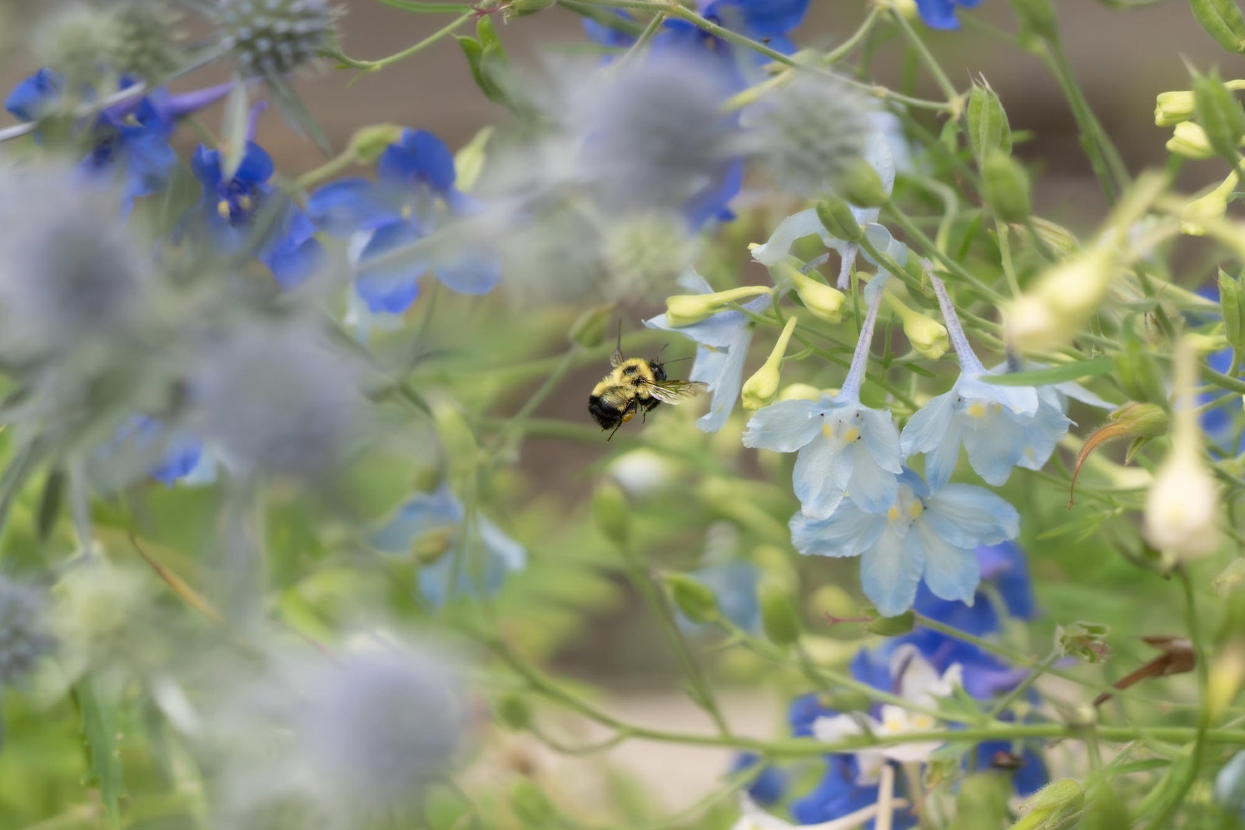 jpg/Alpha-Universe-Pollinators-Caroline-Jensen-11-1200_boundsecjzmy.jpg?height=1200&fit=bounds