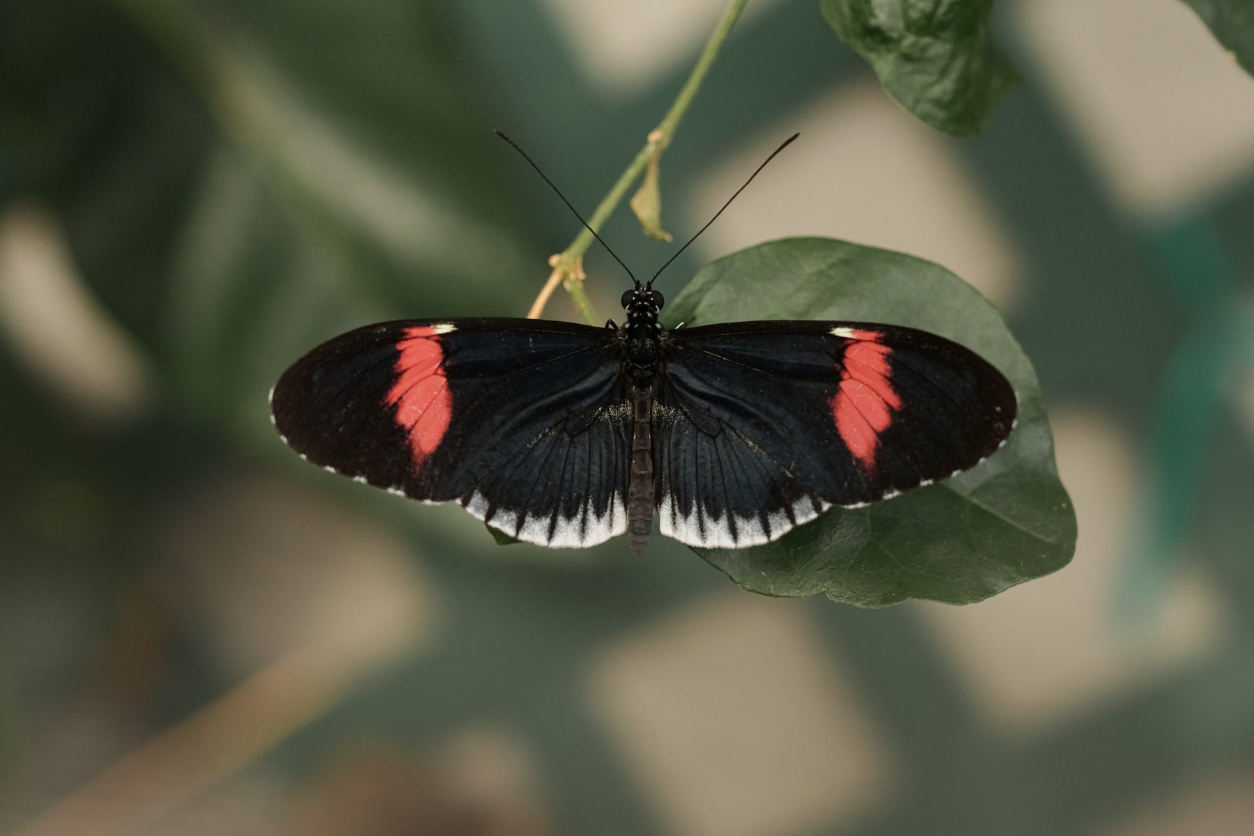jpg/Alpha-Universe-Pollinators-Caroline-Jensen-5-1200_boundsb9l9ha.jpg?height=1200&fit=bounds