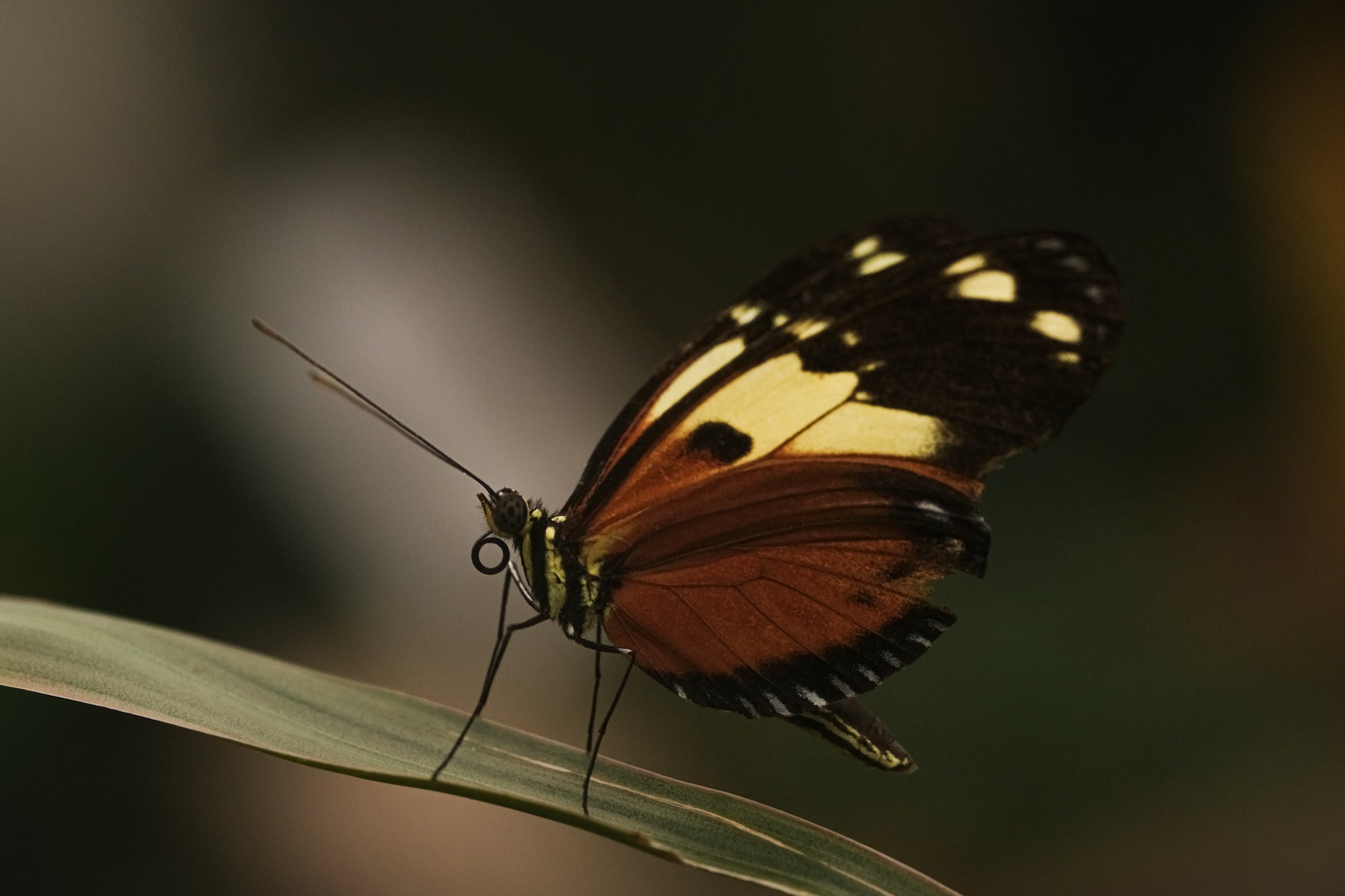 Photo by Caroline Jensen. Sony Alpha 7R V. Sony 90mm f/2.8 Macro G. 1/320-sec., f/5.6, ISO 1600