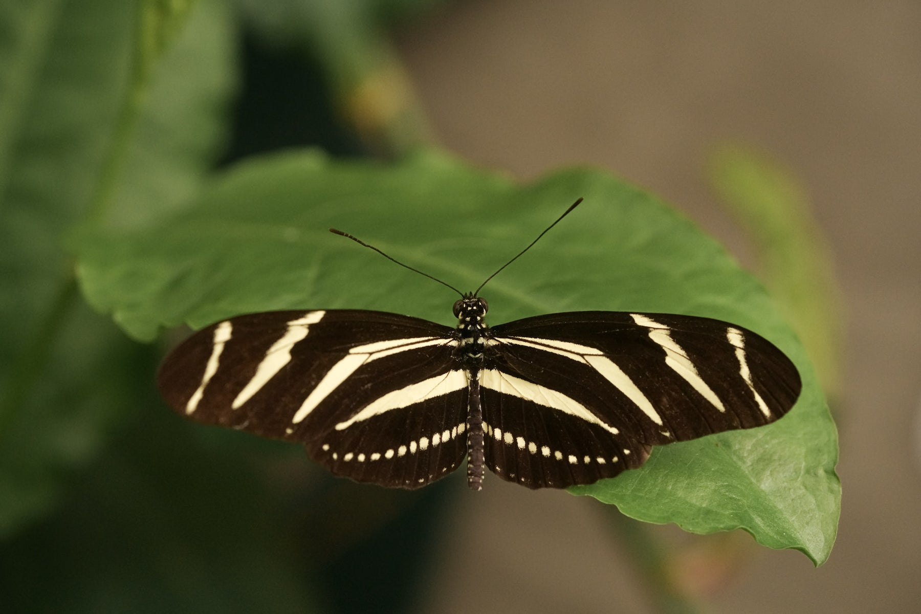 jpg/Alpha-Universe-Pollinators-Caroline-Jensen-8-1200_bounds7tfotk.jpg?height=1200&fit=bounds