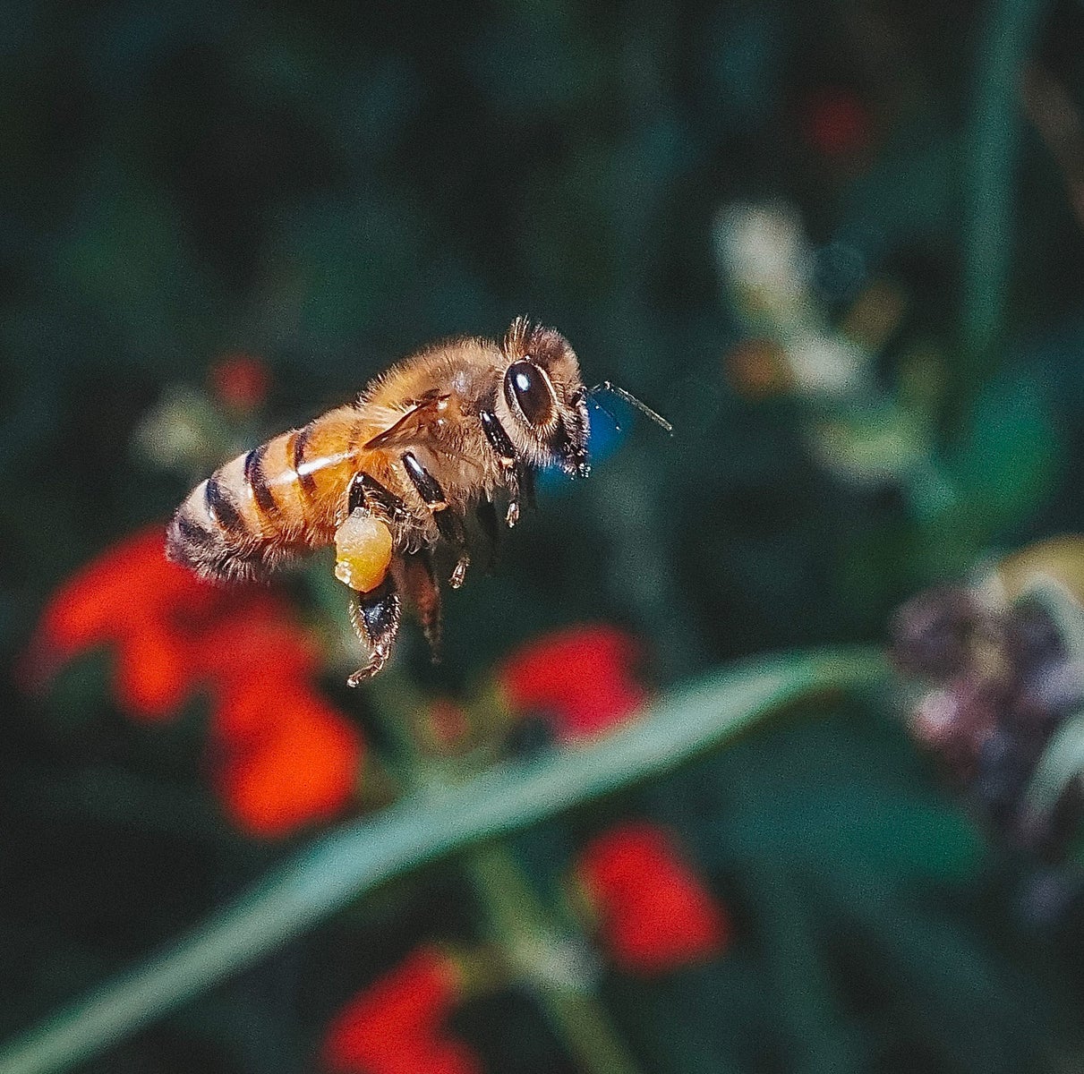 jpg/Alpha-Universe-Pollinators-Hannah-Mather-1-1200_boundsr42s0v.jpg?height=1200&fit=bounds