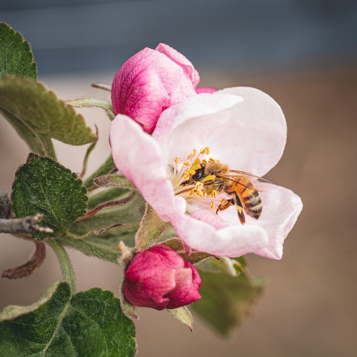 jpg/Alpha-Universe-Pollinators-Hannah-Mather-2-1200_boundsu20e2s.jpg?height=1200&fit=bounds