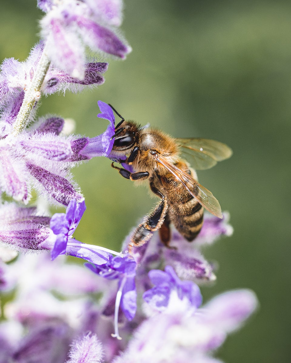 jpg/Alpha-Universe-Pollinators-Hannah-Mather-4-1200_boundsk5pczq.jpg?height=1200&fit=bounds