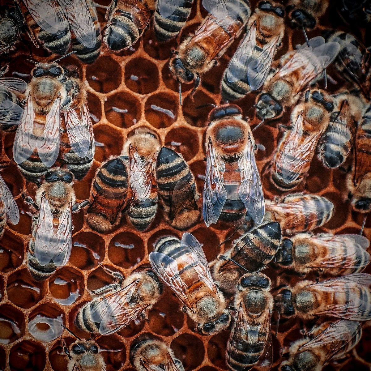 jpg/Alpha-Universe-Pollinators-Hannah-Mather-5-1200_boundsomx72y.jpg?height=1200&fit=bounds