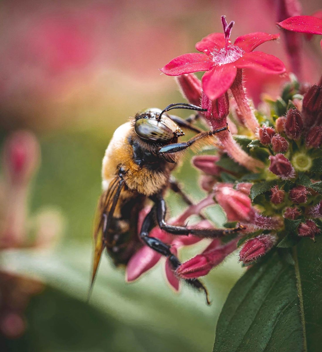 jpg/Alpha-Universe-Pollinators-Hannah-Mather-6-1200_boundsb51wz4.jpg?height=1200&fit=bounds