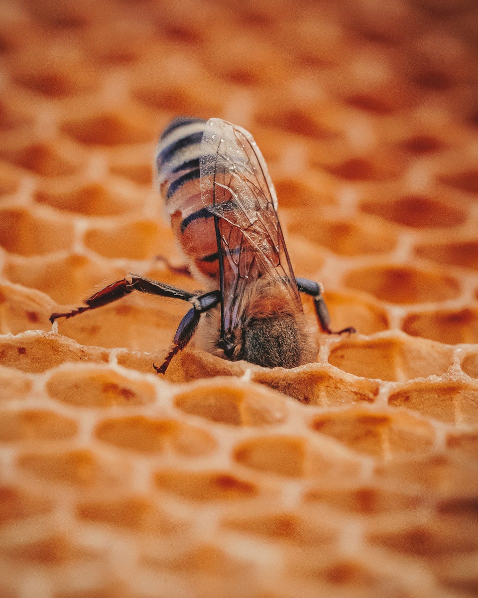 jpg/Alpha-Universe-Pollinators-Hannah-Mather-7-1200_bounds071kca.jpg?height=1200&fit=bounds