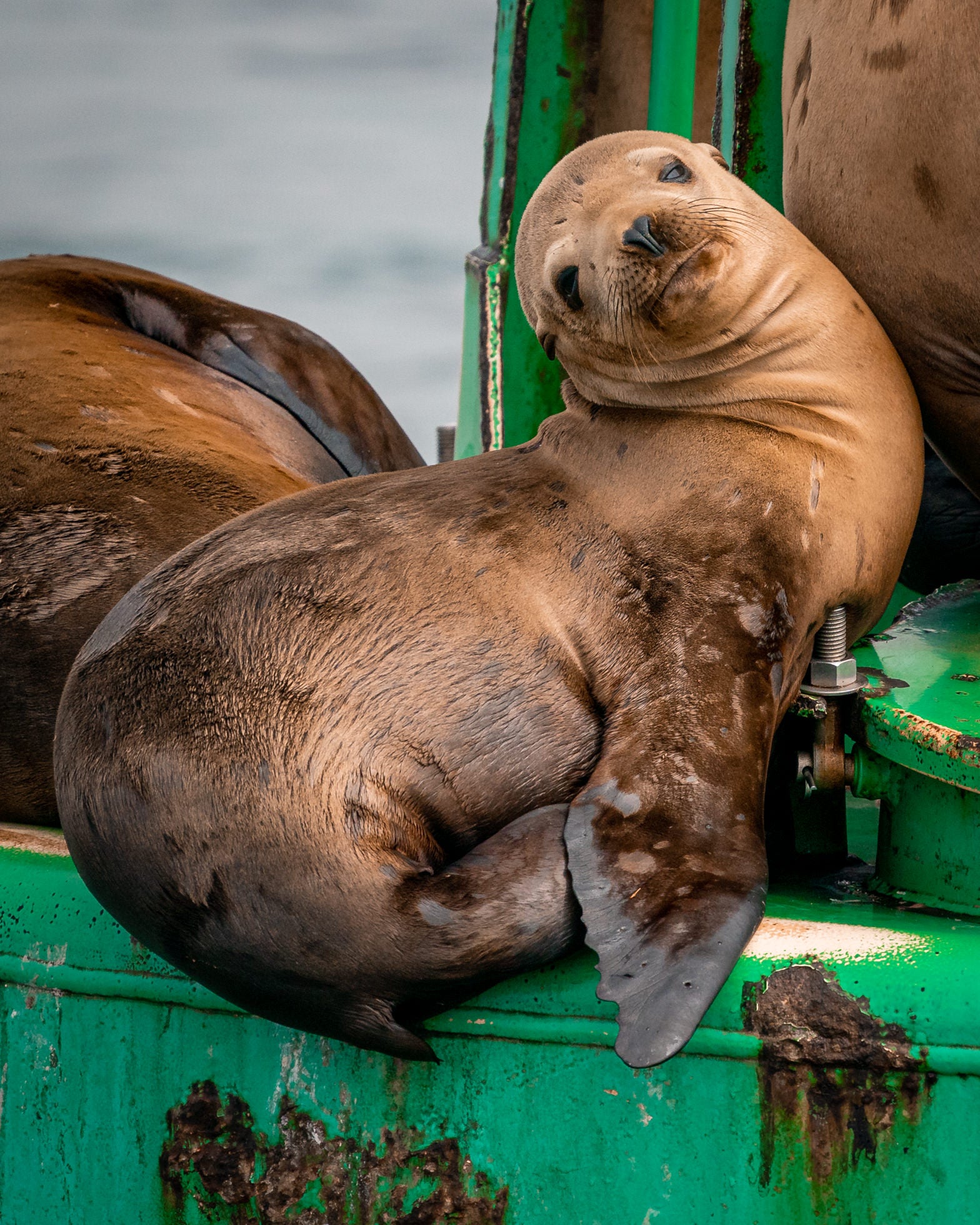 Photo by Kristin Campbell. Sony Alpha 9. Sony 200-600mm f/5.6-6.3 G. 1/2500-sec., f/8, ISO 800