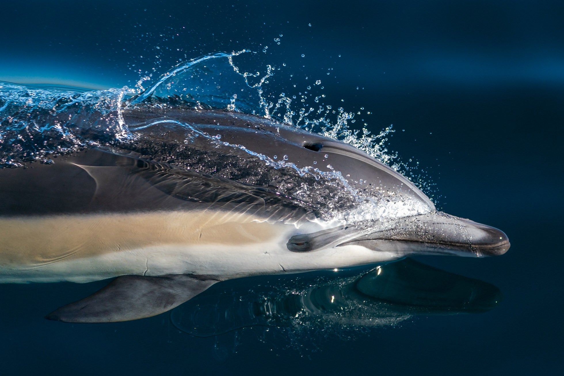 Photo by Kristin Campbell. Sony Alpha 9. Sony 100-400mm f/4.5-5.6 G Master. 1/2000-sec., f/4.5, ISO 250