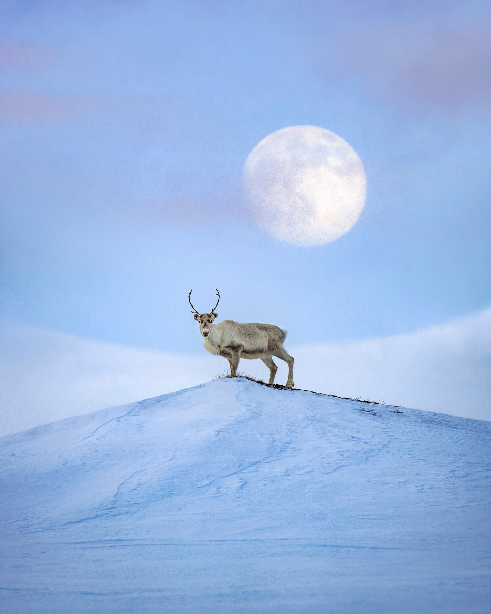 Photo by Magnus Winbj&ouml;rk. Sony Alpha 1. Sony 400mm f/2.8 G Master. 1/1250-sec., f/3.2, ISO 200