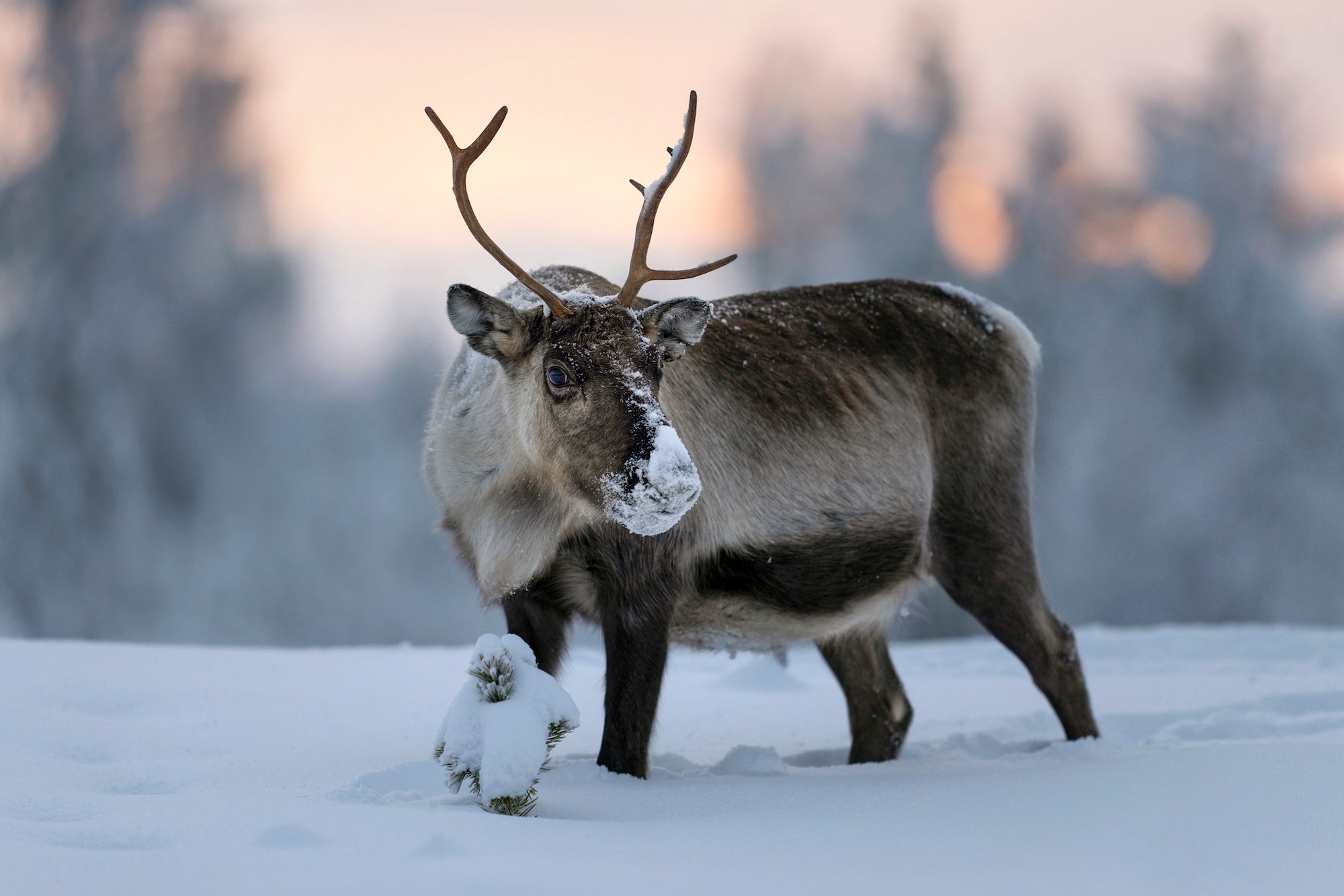 Photo by Magnus Winbj&ouml;rk. Sony Alpha 1. Sony 400mm f/2.8 G Master. 1/500-sec., f/2.8, ISO 500