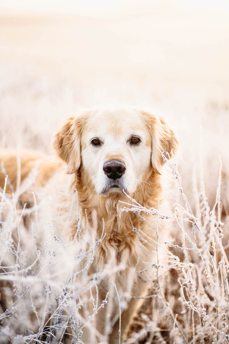 jpg/Alpha-Universe-Rachel-Jezowski-Wildgoldens-001-1200_boundsivg6rq.jpg?height=1200&fit=bounds