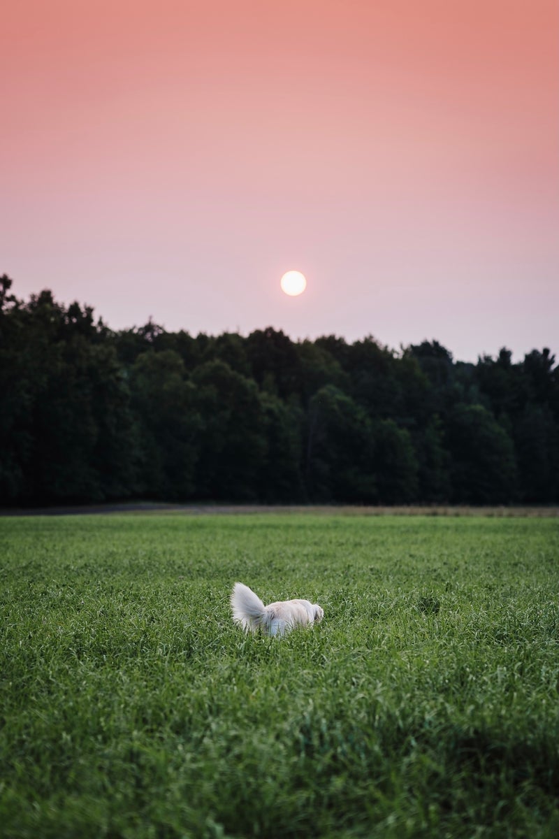 jpg/Alpha-Universe-Rachel-Jezowski-Wildgoldens-002-1200_boundscg3f46.jpg?height=1200&fit=bounds