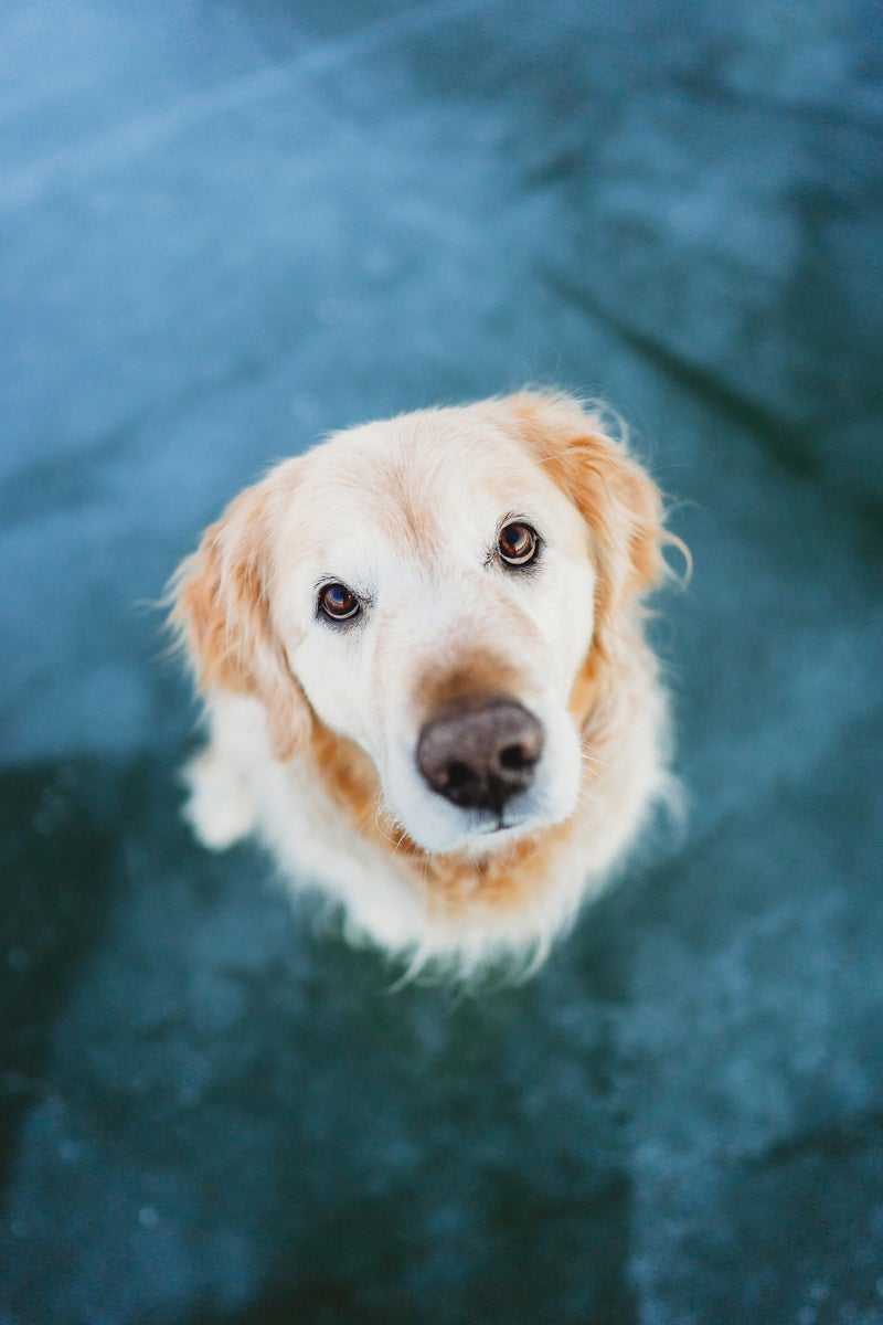 jpg/Alpha-Universe-Rachel-Jezowski-Wildgoldens-004-1200_bounds861d11.jpg?height=1200&fit=bounds