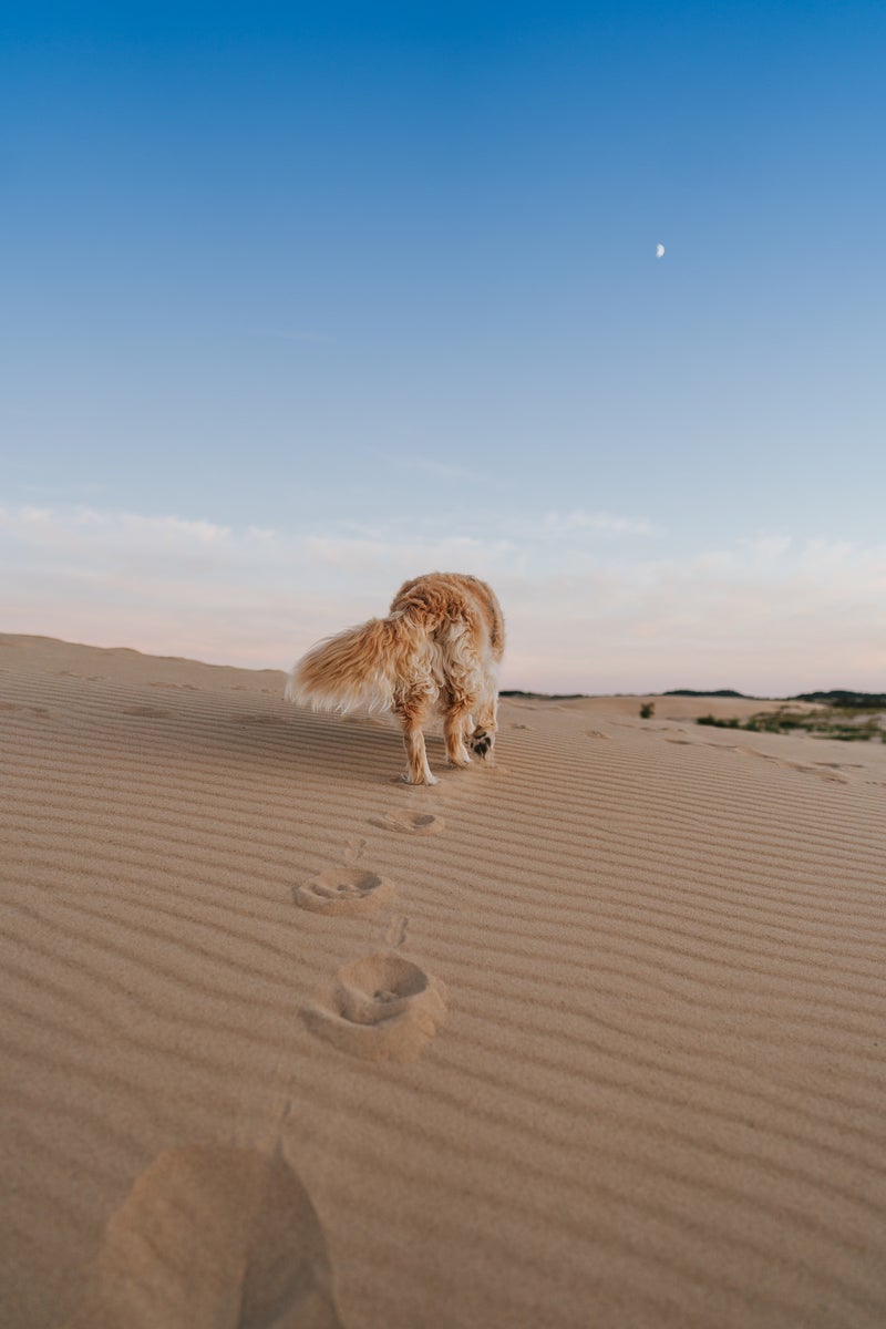 jpg/Alpha-Universe-Rachel-Jezowski-Wildgoldens-007-1200_boundsfo0dd5.jpg?height=1200&fit=bounds