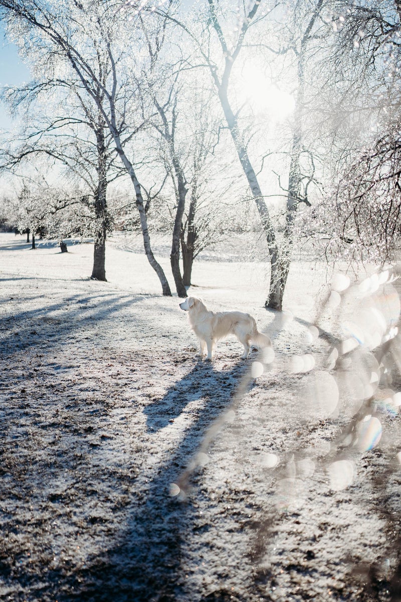 jpg/Alpha-Universe-Rachel-Jezowski-Wildgoldens-010-1200_boundsxp2xmw.jpg?height=1200&fit=bounds