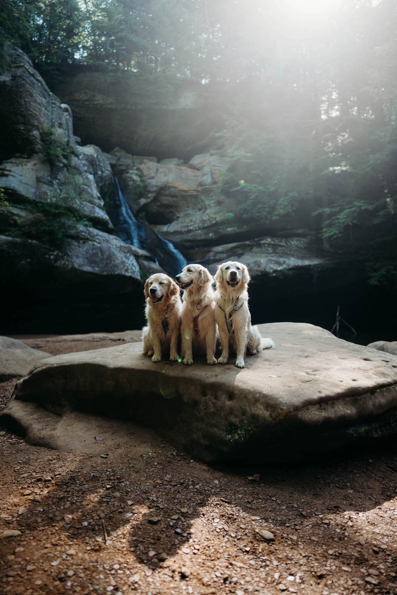 jpg/Alpha-Universe-Rachel-Jezowski-Wildgoldens-012-1200_boundscguu2r.jpg?height=1200&fit=bounds