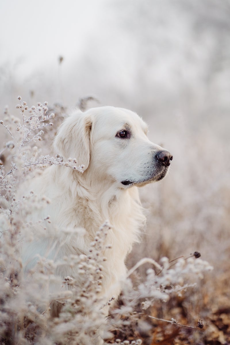 jpg/Alpha-Universe-Rachel-Jezowski-Wildgoldens-014-1200_boundstwxphl.jpg?height=1200&fit=bounds
