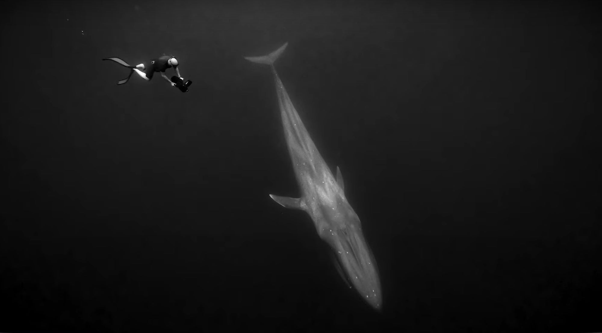 Alpha-Universe-Sea-Legacy-1.jpg
