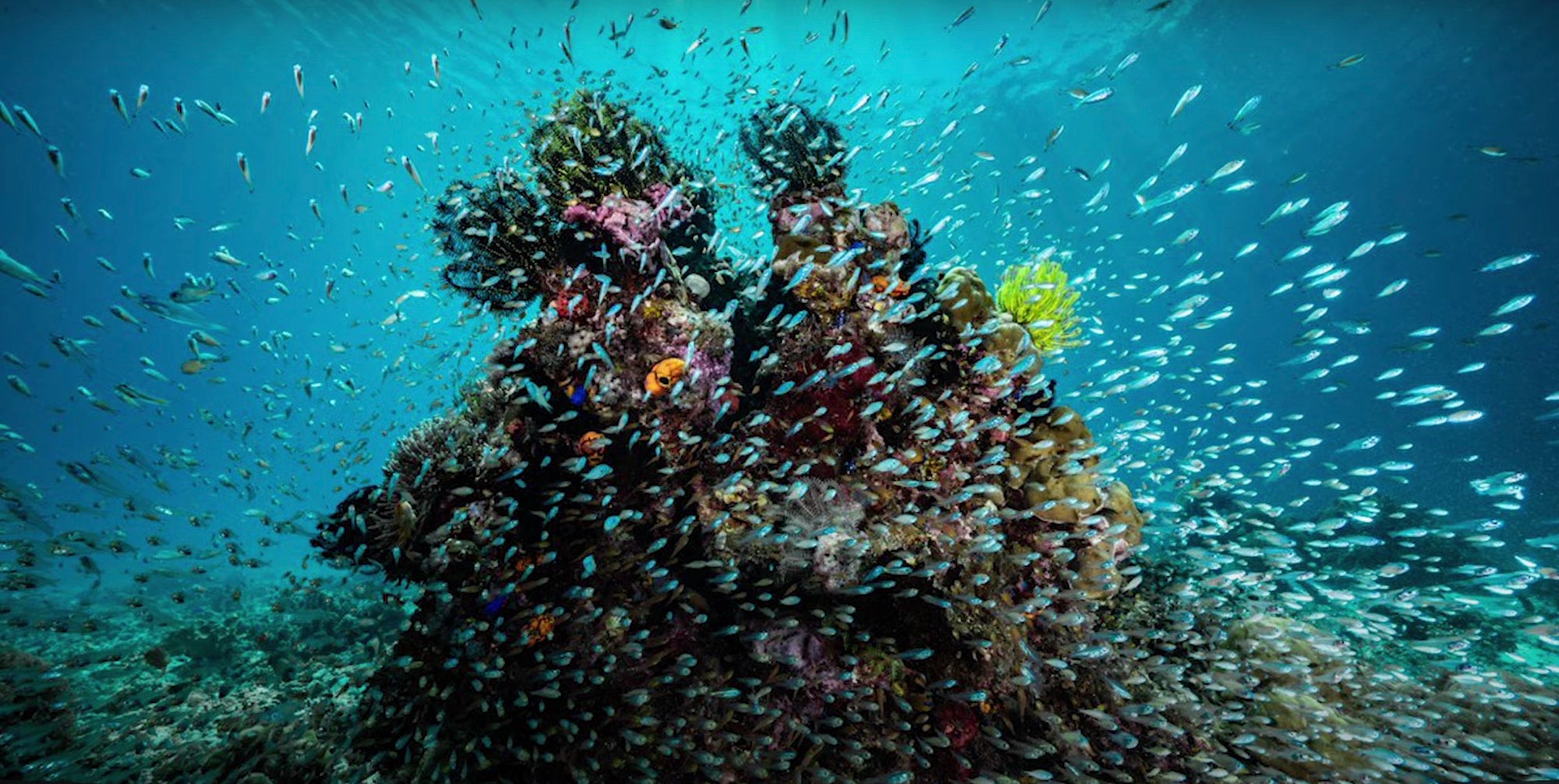 Alpha-Universe-Sea-Legacy-3.jpg