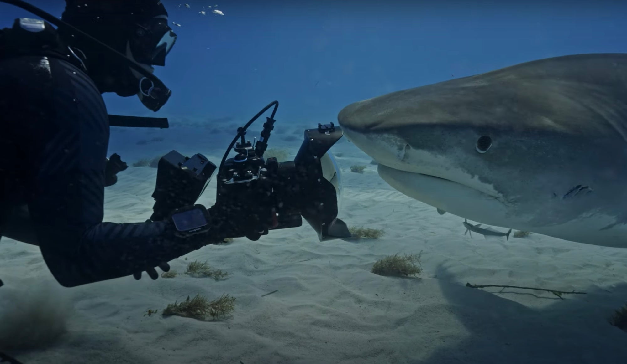 Go Behind The Scenes With Sea Legacy And The Alpha 1