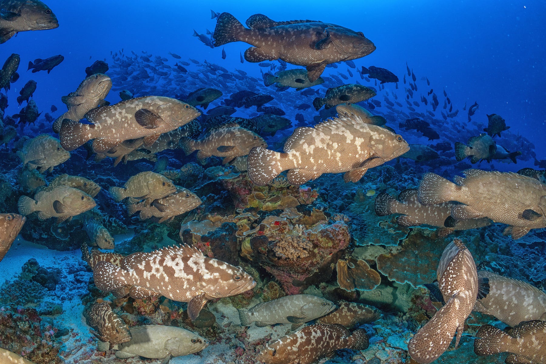 jpg/Alpha-Universe-SeaLegacy-Behind-The-Shot-Groupers-2-1200_bounds7fuz09.jpg?height=1200&fit=bounds